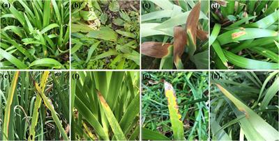 Alternaria species in section Alternaria associated with Iris plants in China